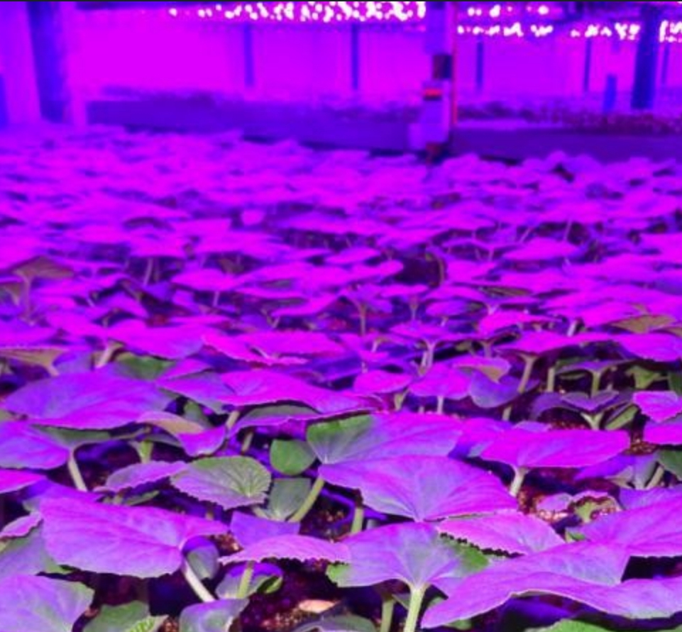 植物成長ライトを使用して屋内植物の成長環境を最適化する方法