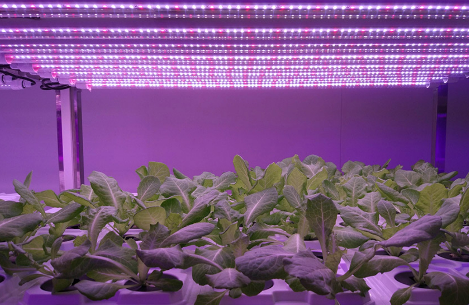 中国におけるLED植物照明の適用